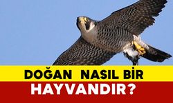 Doğan Nasıl Bir Hayvandır?