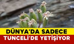 Dünyada sadece Tunceli’de yetişen bitki keşfedildi