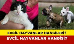 Evcil Hayvanlar Hangileri?