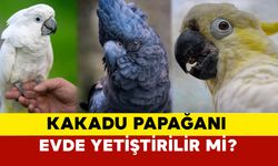 Kakadu Papağanı evde beslenir mi? Kakadu Papağanı özellikleri nedir?