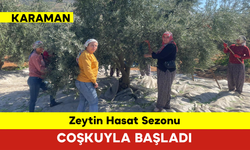 Karaman’da Zeytin Hasadı Başladı