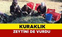 Kuraklık bu sefer de zeytini vurdu