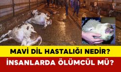 Mavi Dil Hastalığı nedir?  İnsanlarda Ölümcül müdür?