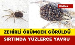 Zehirli örümcek Sarı Ömer görüldü