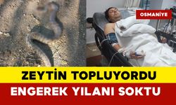 Zeytin toplarken dünyanın en zehirli yılanı soktu