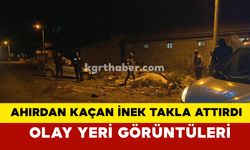 Ahırdan Kaçan İnek Kazaya Neden Oldu: Olay Yeri Görüntüleri