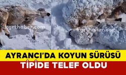 Ayrancı’da Koyun Sürüsü  Telef Oldu