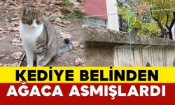 Belinden ağaca iple asılan kediyi vatandaşlar kurtardı