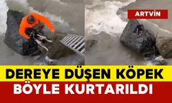 Dereye Düşen Köpek Kurtarıldı