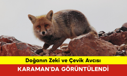 Doğanın Zeki ve Çevik Avcısı Karaman’da Görüntülendi