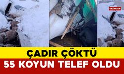 Erzincan'da Çadır Çöktü 55 Koyun Telef Oldu