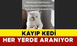 Karaman'da kayıp kedi Lupin her yerde aranıyor