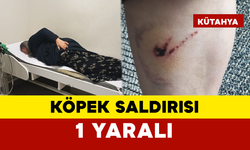 Köpek Saldırısı: Bir Kadın Yaralı