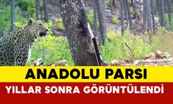 Nesli Tükenmekte Olan Anadolu Parsı Görüntülendi