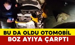 Otomobil boz ayıya çarptı