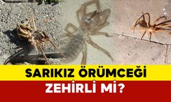 Sarıkız Örümceği Zehirli mi?