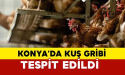 SON DAKİKA: Konya'da kuş gribi tespil edildi