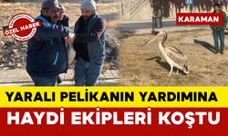 Yaralı Pelikanın Yardımına HAYDİ Ekibi Yetişti OLAY YERİ GÖRÜNTÜLERİ