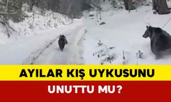 Ayılar kış uykusunu unuttu mu?