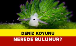 Deniz koyunu nerede bulunur?