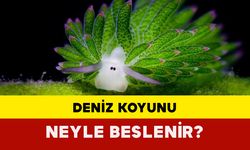 Deniz Koyunu Neyle Beslenir?