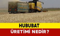 Hububat Üretimi Nedir?