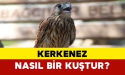 Kerkenez nasıl bir kuştur?