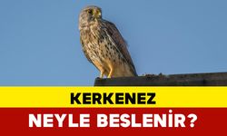 Kerkenez Neyle Beslenir?