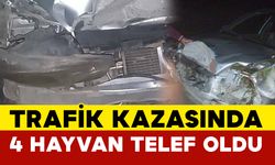 Mersin’de trafik kazası 4 hayvan telef oldu