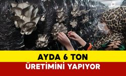 Serasında ayda 6 ton istiridye mantarı üretiyor