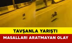 Tavşanla Yarıştı: Masalları Aratmayan Olay