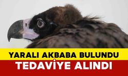 Yaralı halde bulunan kara akbaba tedaviye alındı