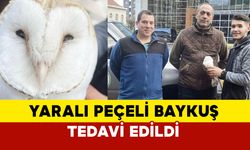 Yaralı Peçeli Baykuş Tedavi Edildi, Doğaya Dönmeye Hazırlanıyor