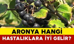 Aronya hangi hastalıklara iyi gelir?