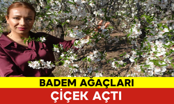 Badem Ağaçları Çiçek Açtı