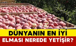 Dünyanın En İyi Elması Nerede Yetişir?