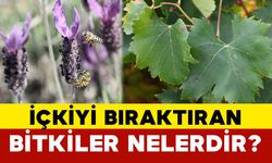 İçkiyi bıraktıran bitkiler nelerdir?