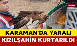 Karaman'da Yaralı Kızıl Şahin Kurtarıldı