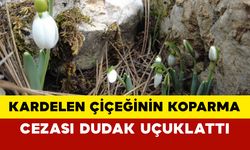 Kardelen Çiçeğinin Koparma Cezası Dudak Uçuklattı