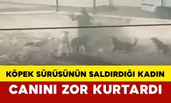 Köpek sürüsünün saldırdığı kadın canını zor kurtardı