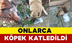 Manisa'da köpek katliamı