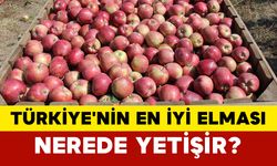 Türkiye'nin en iyi elması nerede yetişir?