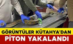 Kütahya’da yolcu otobüsünde piton yılanı ele geçirildi