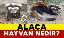 Alaca hayvan nedir?