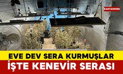 Çiftlik evlerini kenevir serasına çevirmişler