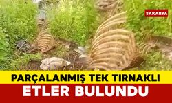 Dere kenarında parçalanmış tek tırnaklı hayvan kemikleri bulundu