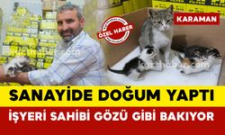 Karaman’da hamile kedi sanayide doğum yaptı: işyeri sahibi yavrularına gözü gibi bakıyor