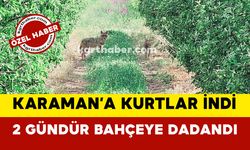 Karaman'da Kurt Paniği: Bahçeye İki Gündür Kurtlar Dadandı