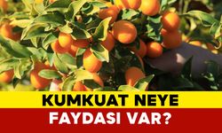 Kumkuat neye faydası var?