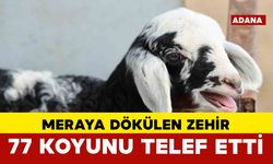 Kuzular annesiz kaldı
